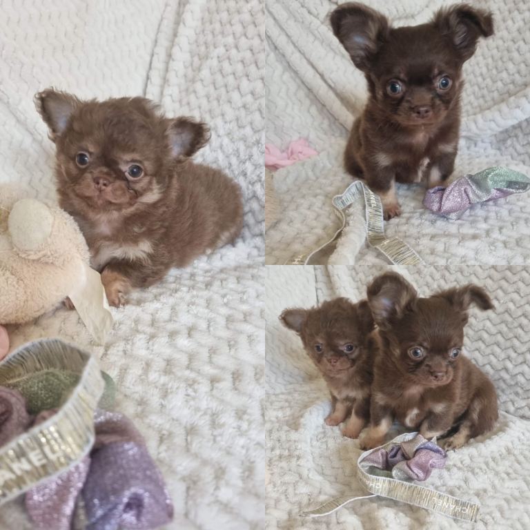 Chocolate Long-Haired Chihuahua Puppies – Ready Now 
