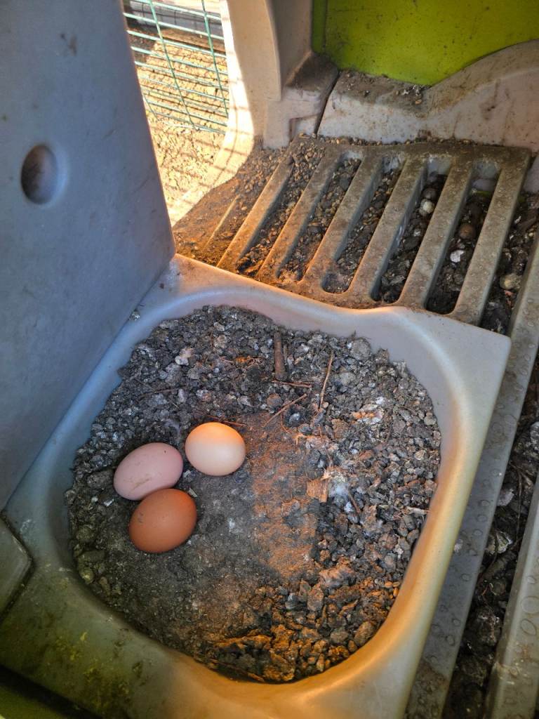 3 Very Healthy Egg Laying Chickens