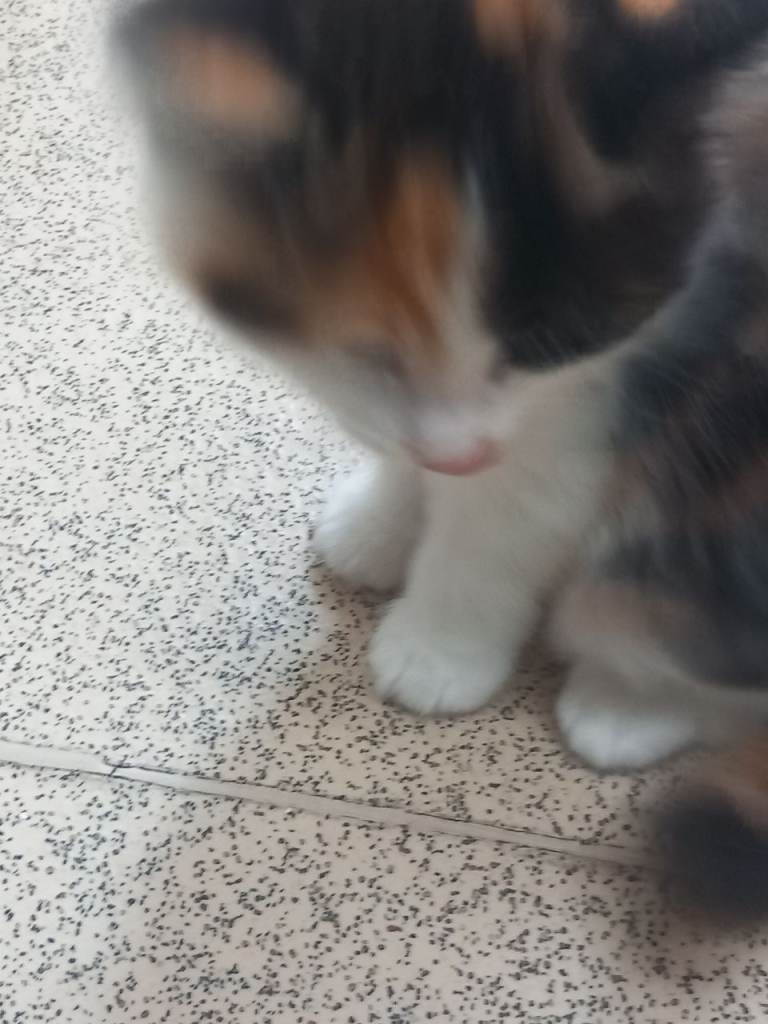 4 adorable,  beautiful kittens for sale 