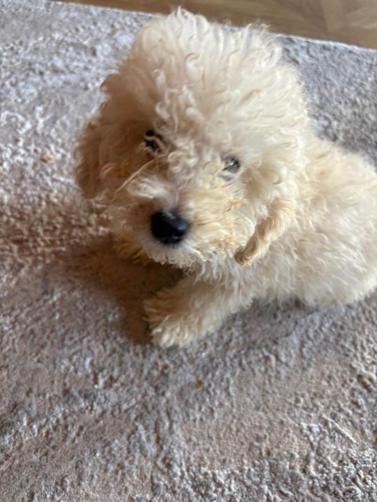 Poodle