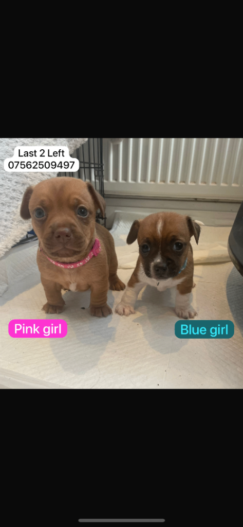 2 LEFT Mini dachshund x Mini Jack russel