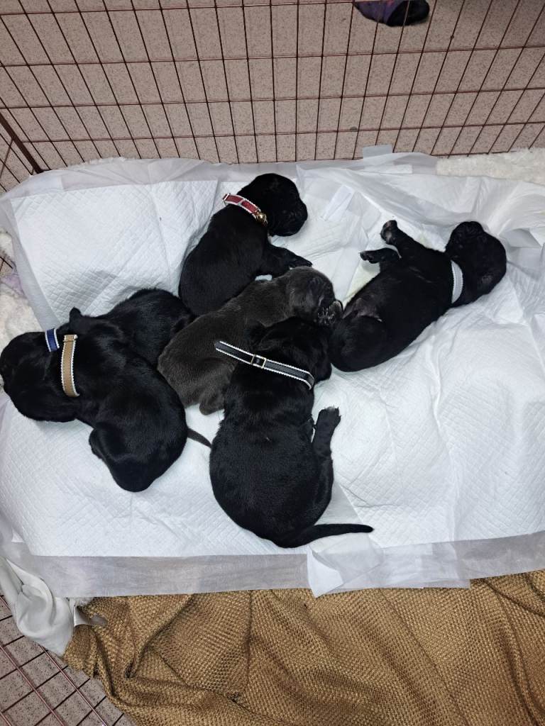Cane corso puppies