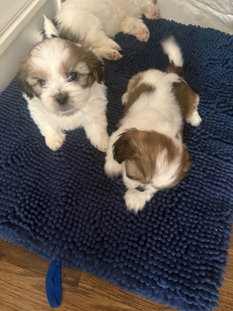 Shih Tzu puppies