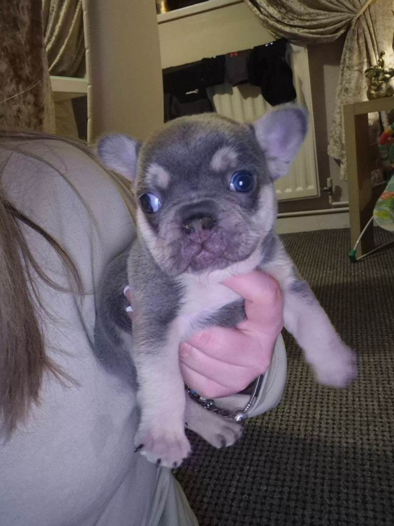 French bulldog pup