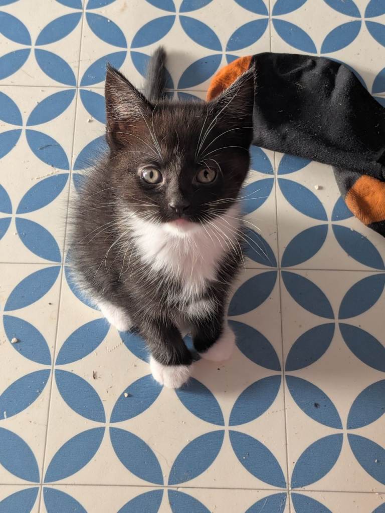 Maine coon Cross kitten for sale 