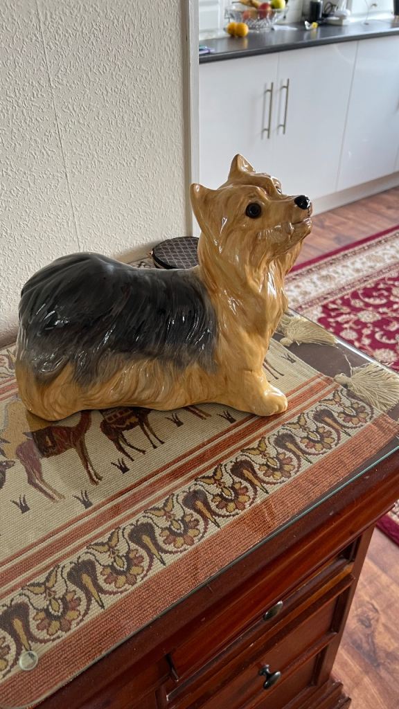 Dog Yorkshire terrier 