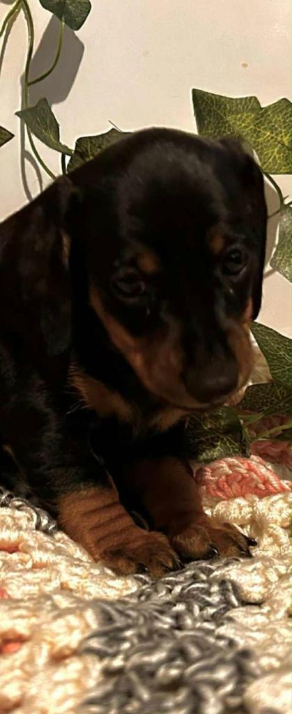 !! Miniature Dachshund Puppies !!