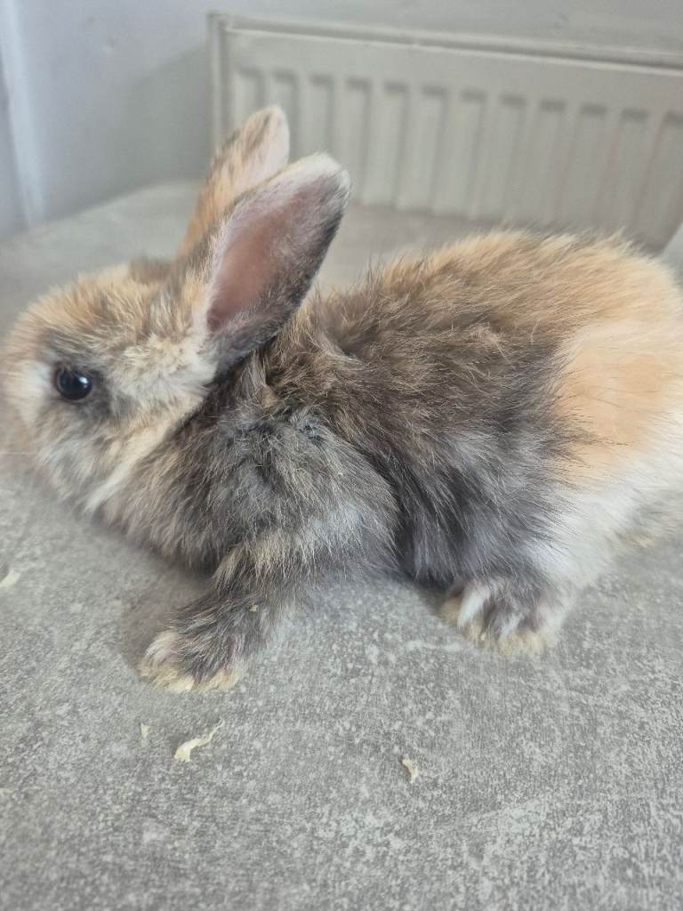 Baby rabbits for sale 