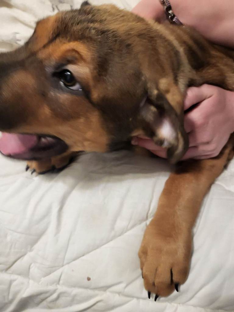Enzo Bull Mastiff male puppy for sale £650 