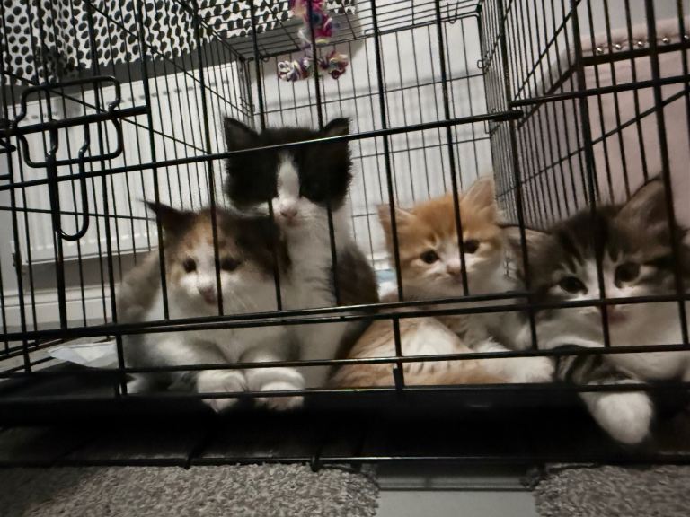 Kittens 