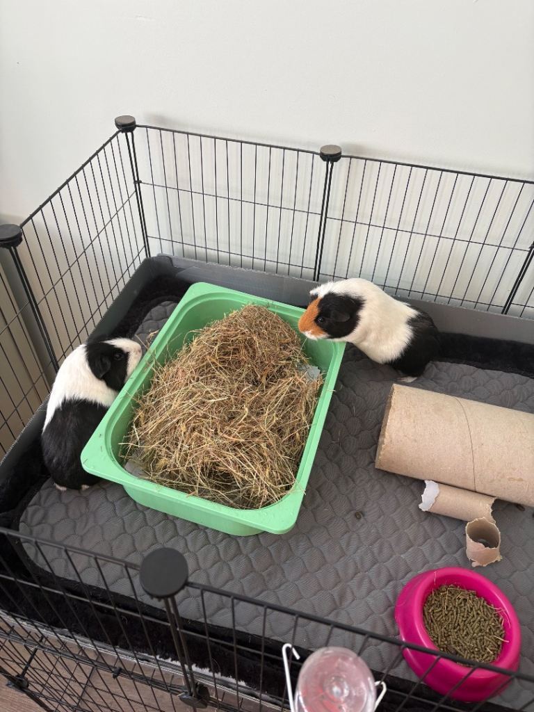 2 Female pigs 