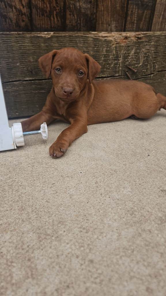 Patterdales **only 3 boys left**
