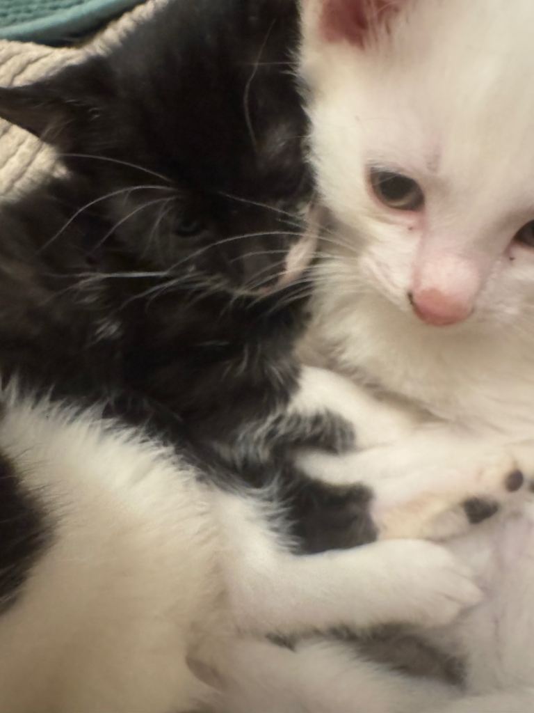 10 week old kittens for sale