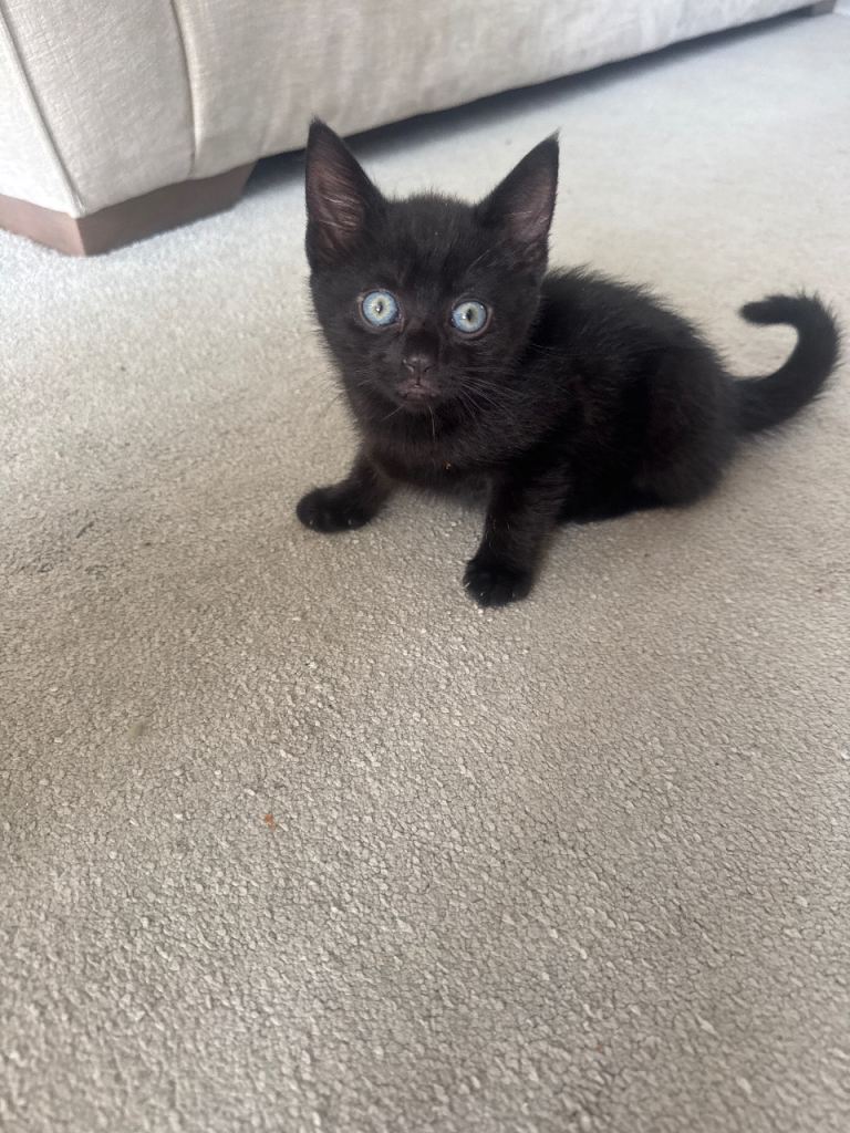 British shorthair kitten ready