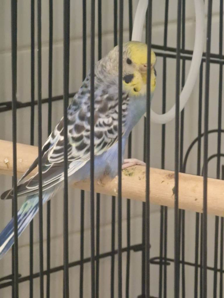 2 × Budgies 30 pounds each (UPDATE)