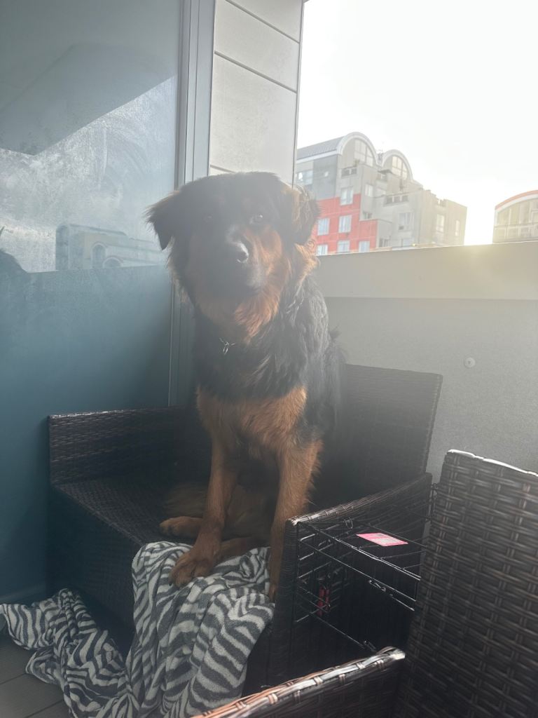 Zeus German Shepard mix Rottweiler looking for a new home