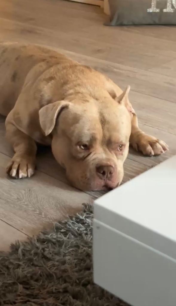 Miniture pocket bully ###NEEDS REHOMING###