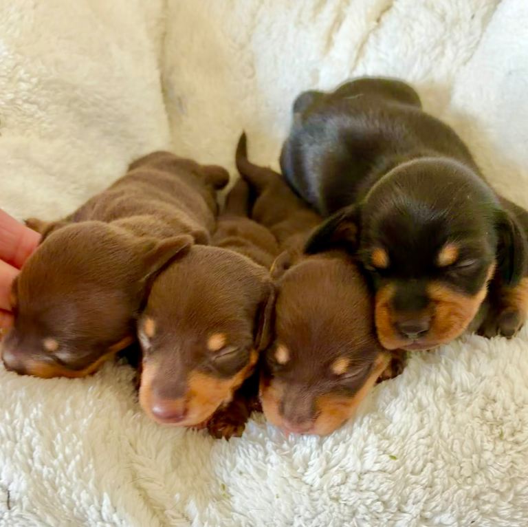 Beautiful Dachshund Puppies