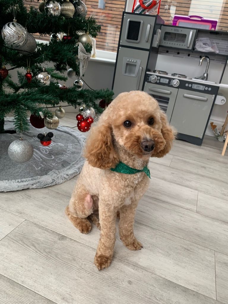 Our Dog Daisy for sale 