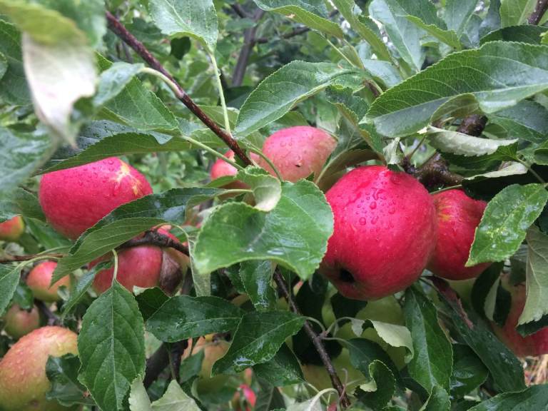 Japanese Sweet Apple Trees (£20 - £40 per tree)