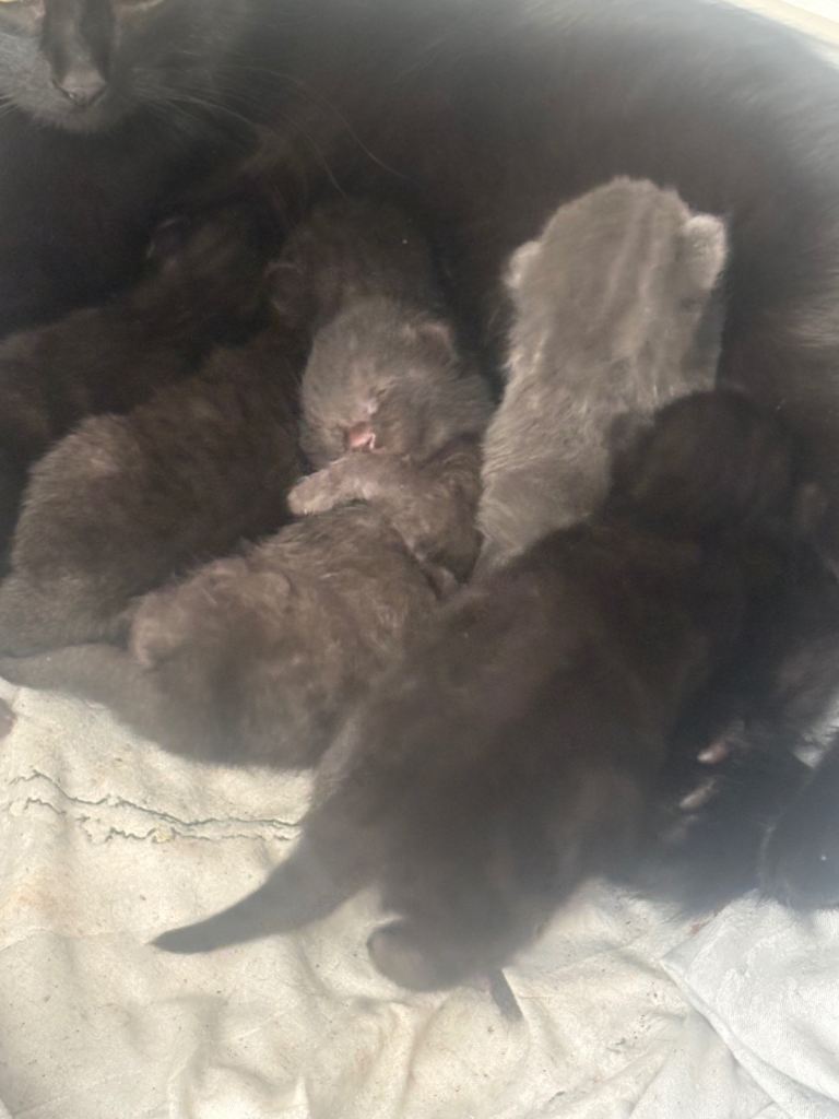 Kittens for sale 