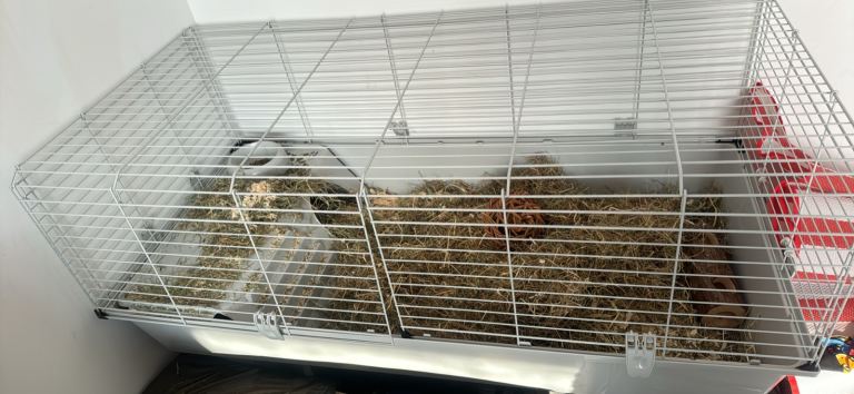 Guinea pigs with cage 