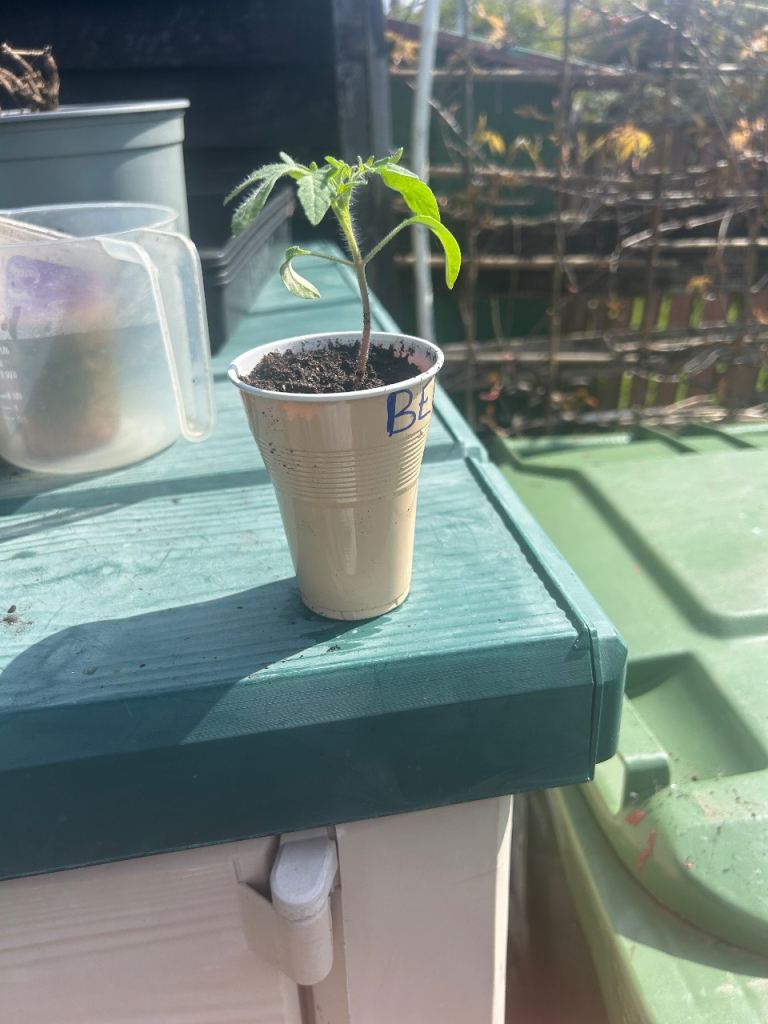 Tomato plants