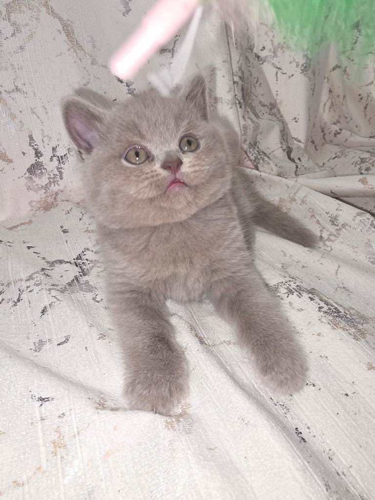 2 kittens boy