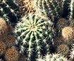 Cacti wanted