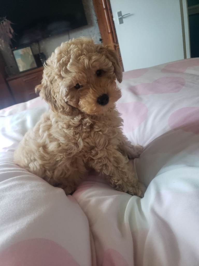 Golden cockapoo f1b