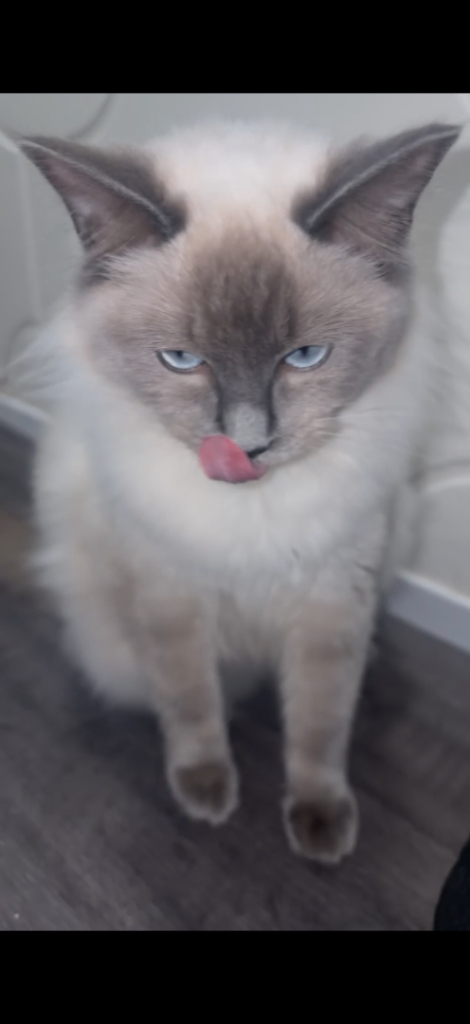 Male and female ragdolls