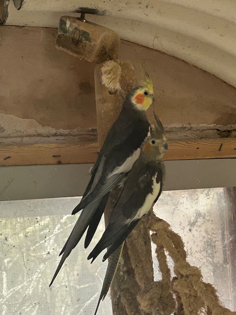 Beautiful healthy cockatiels 