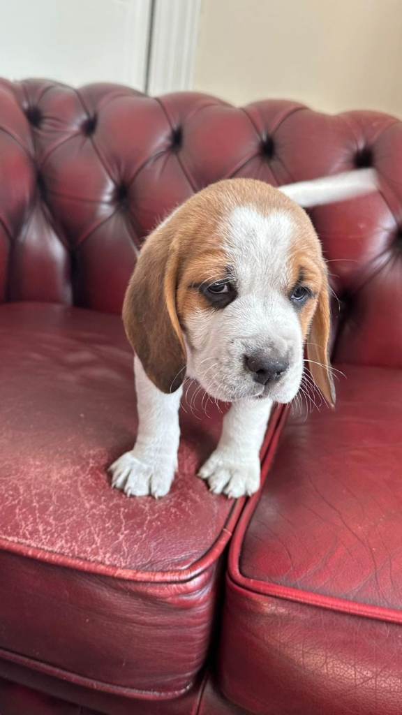 Beagle puppies for sale