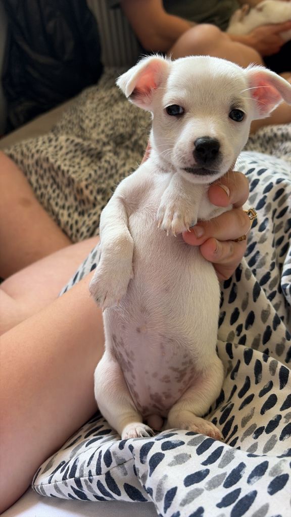 Jack Russell puppy’s 