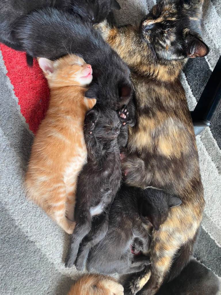 Cute Little Kittens Available Now