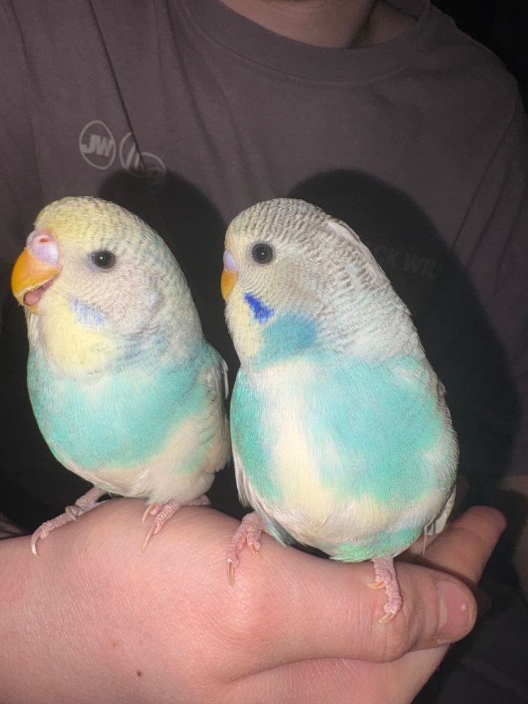 2 budgies unsure off sex and cage included 
