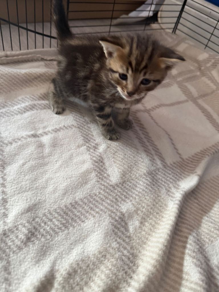 Kittens for sale 