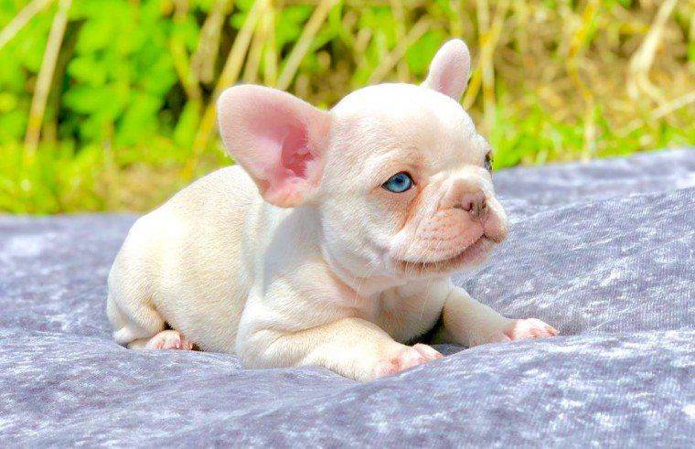 French bulldog puppies For sale