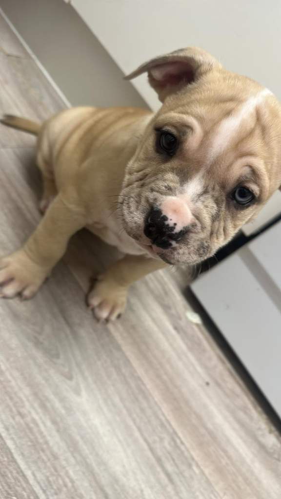 Ready now two stunning puppies left from litter of four