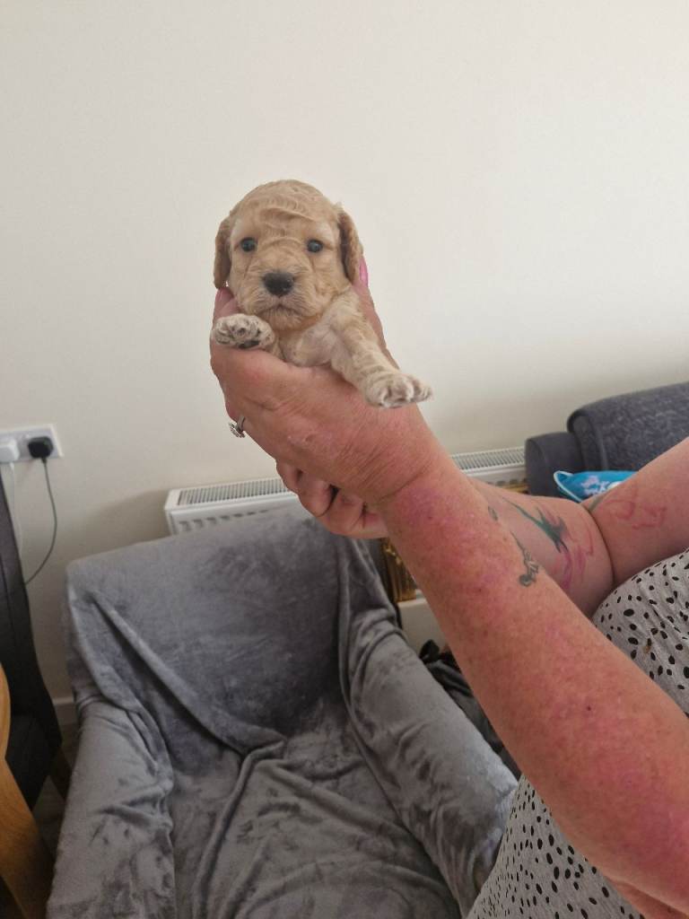 Stunning f2 Cockpoo puppies for sale