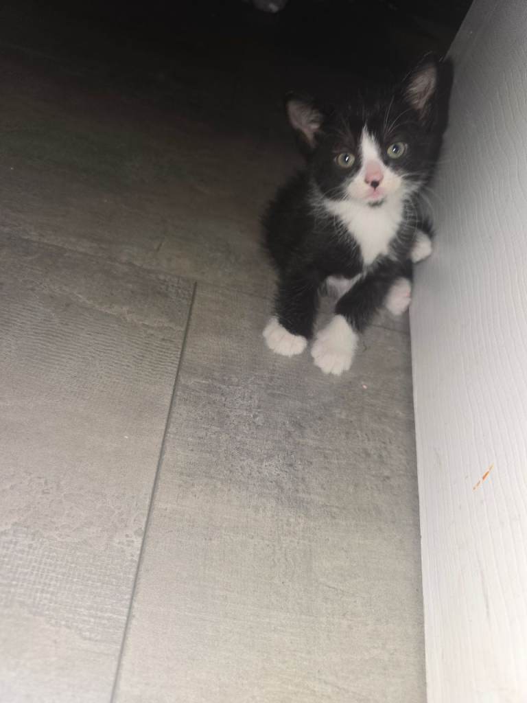 Kittens for sale 