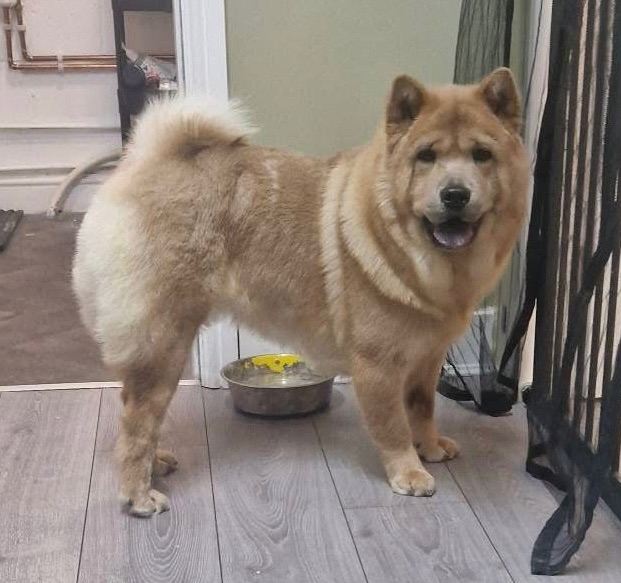 Smooth Fawn Merle Chow 