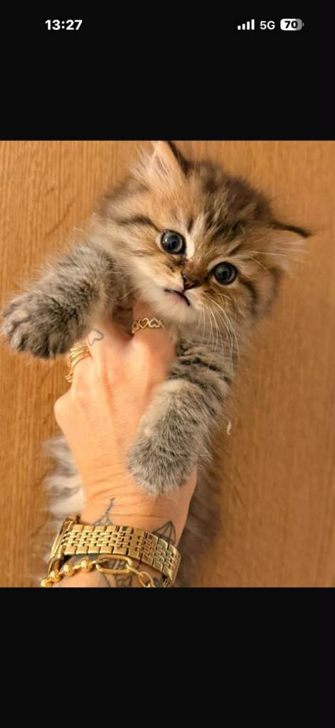 Adorable BLH boy for sale