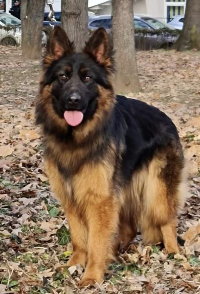 Amazing 3 year old German Shepard 