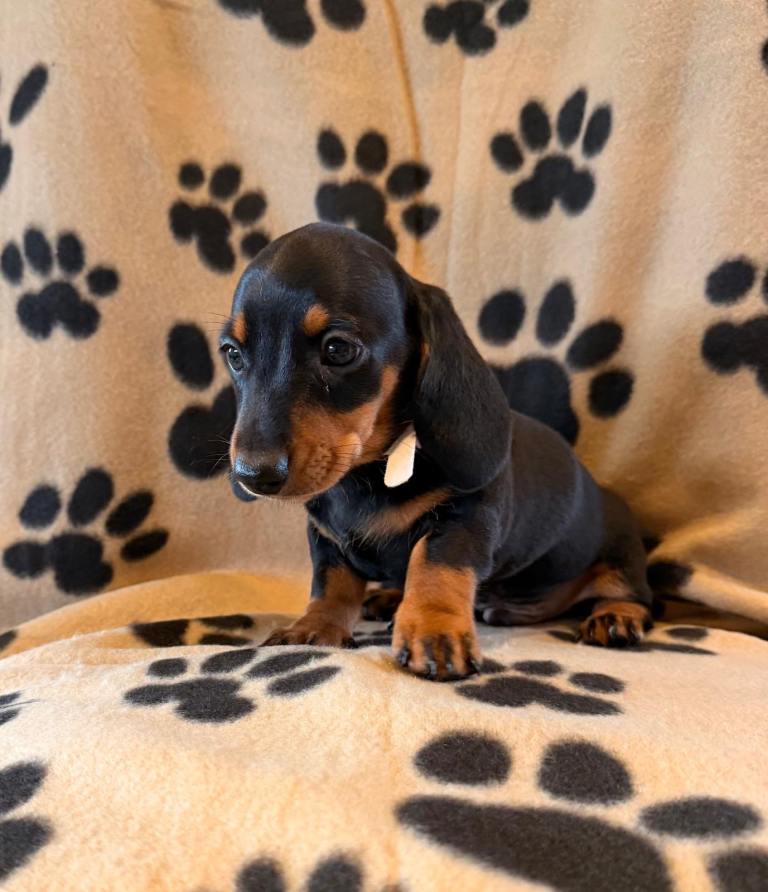 1 gorgeous boy miniature Dachshund 