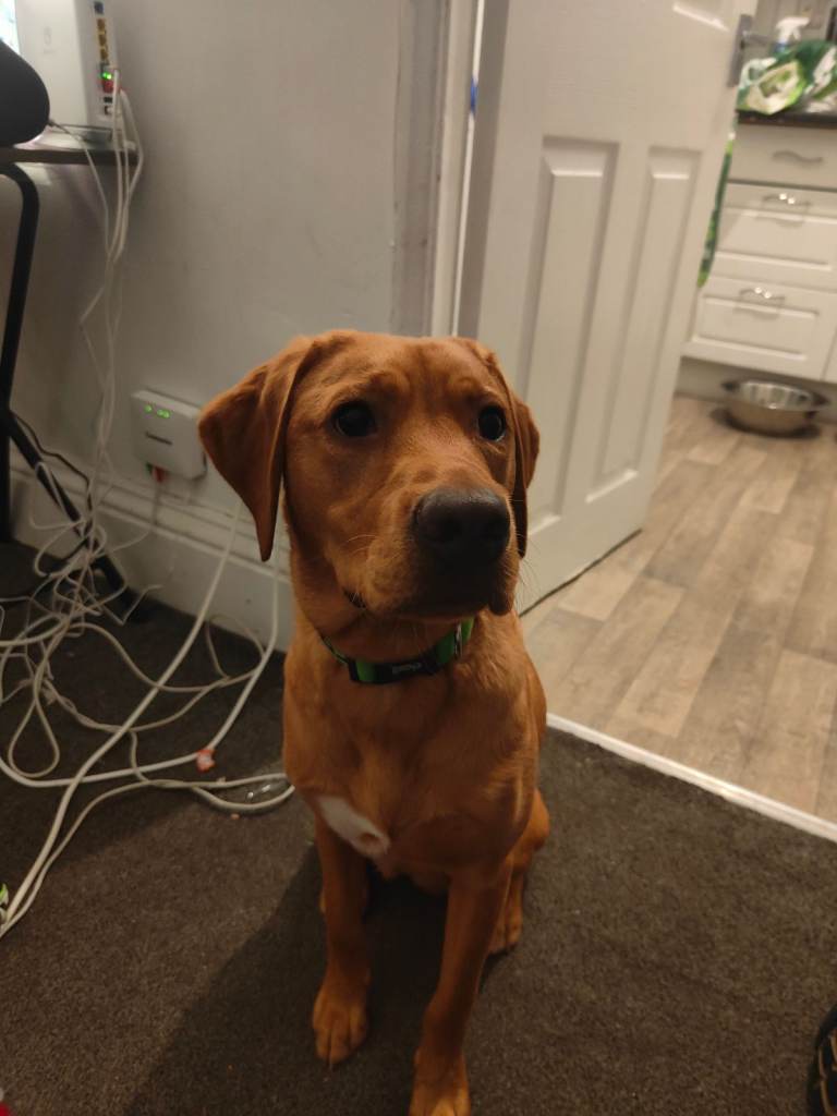 image for Red fox lab 