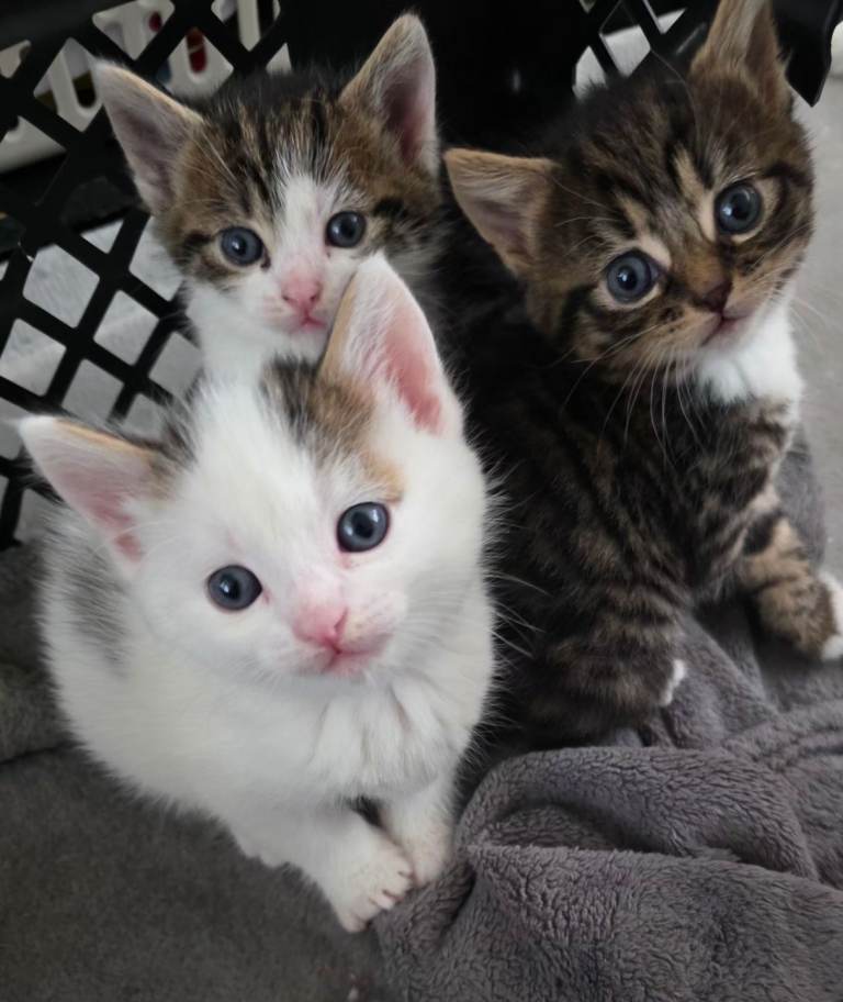 White mix kitten