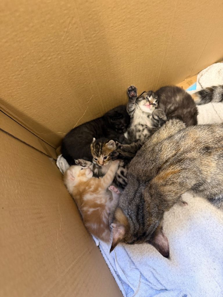 4 beautiful fluffy kittens for sale 