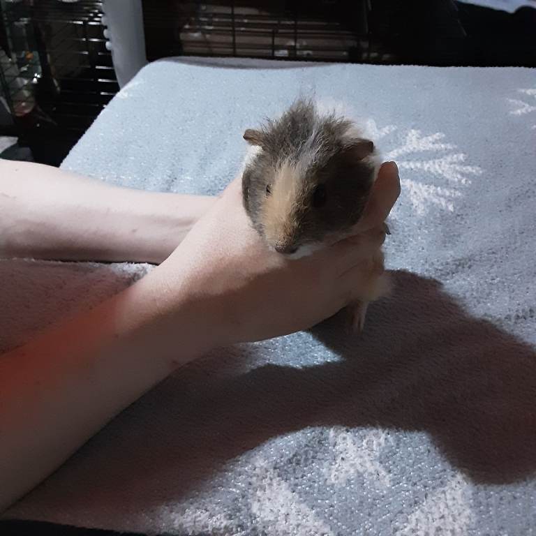 Two guinea pigs  female