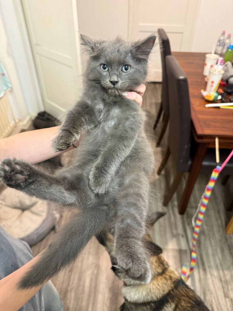 Ragdoll Grey cross British Grey short hair Kittens